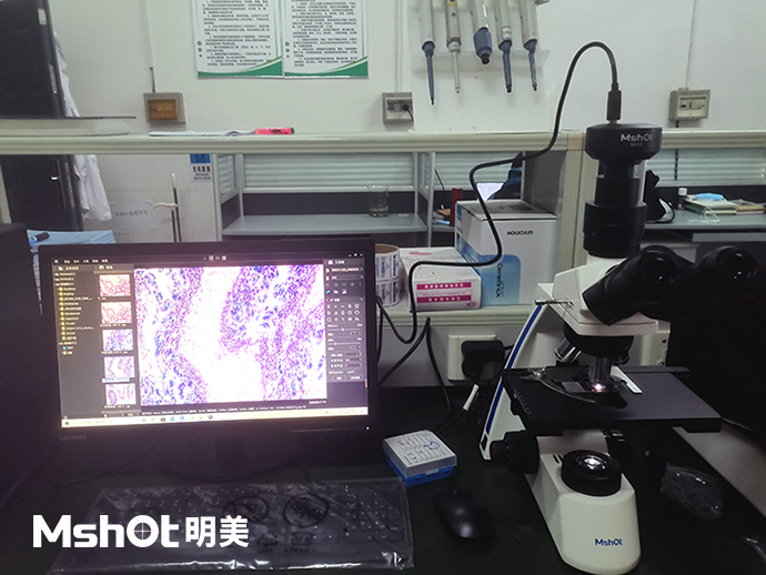 河蜆可以用什么顯微鏡觀察？